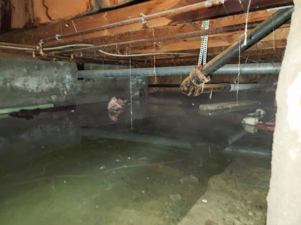 Best Basement water damage restoration  in Country Walk, FL